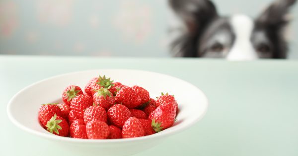 犬はいちごを食べても大丈夫？愛犬のために知っておきたい正しい与え方