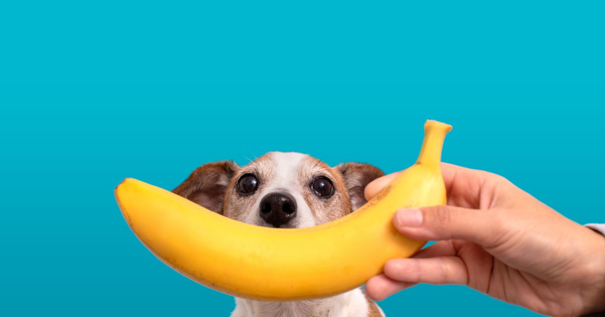 犬がバナナを食べても大丈夫？｜愛犬への影響や与える際の注意点！