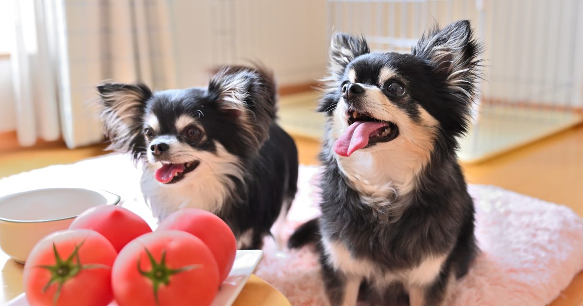 犬はトマトを食べてもOK？実は危険も？知っておきたい注意点と正しい与え方を徹底解説！