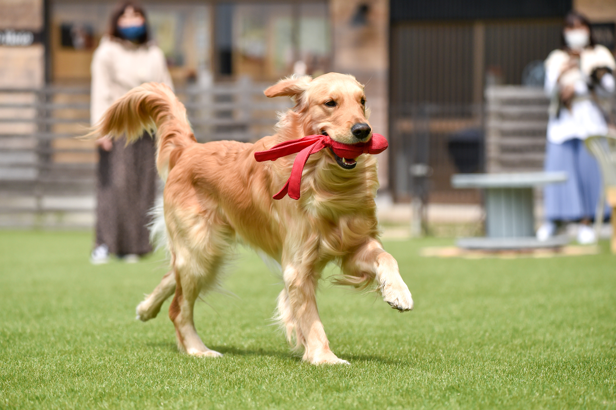 大型犬種類_2