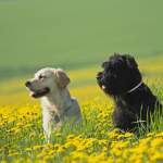 【見つかる！】人気の大型犬11選！犬種（種類）ごとの飼いやすさや特徴、飼う前の心構え