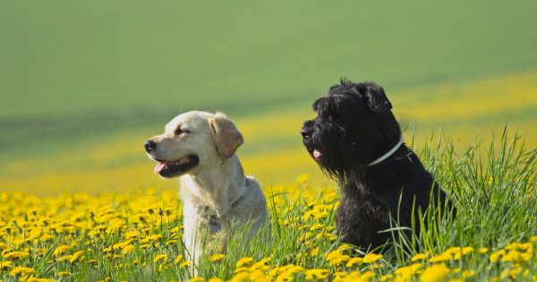 【見つかる！】人気の大型犬11選！犬種（種類）ごとの飼いやすさや特徴、飼う前の心構え