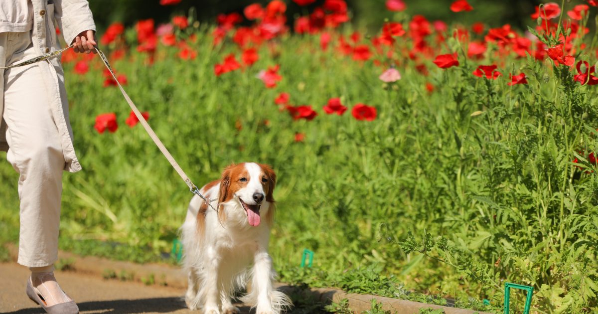 犬の散歩に必要な時間や回数は？犬種ごとの目安やお散歩マナーもご紹介！