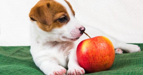 実は犬との相性抜群！「りんご」の健康効果と正しい与え方