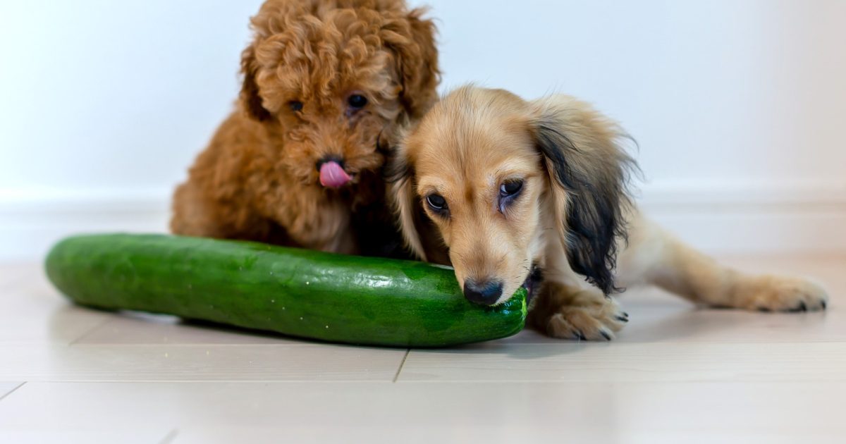 犬はきゅうりを食べていい？愛犬の夏バテ対策にも有効なきゅうりの効果と与え方