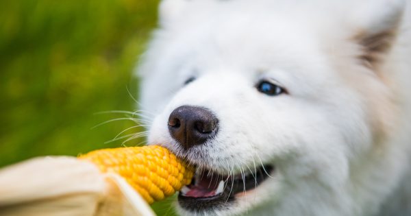 犬はとうもろこしを食べてもいいの？健康効果や注意点、おすすめおやつまとめ！