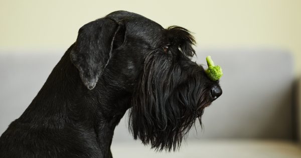 犬はブロッコリーを食べていいの？摂取量の目安や消化に優しい正しい与え方も解説！