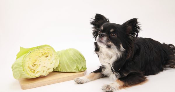 犬はキャベツを食べてもOK？キャベツがたらすメリットや注意点などを徹底解説！