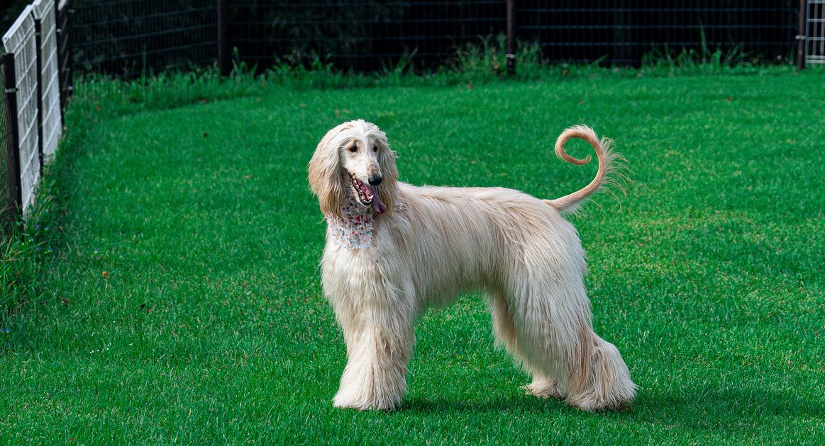 アフガン・ハウンドの特徴と飼い方完全ガイド|性格・寿命・お手入れ方法まで解説