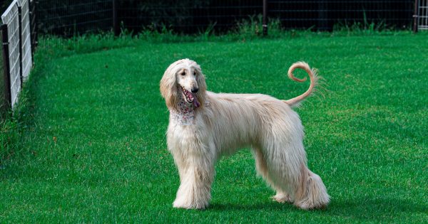 アフガン・ハウンドの特徴と飼い方完全ガイド|性格・寿命・お手入れ方法まで解説