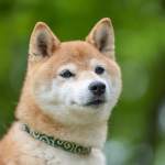 柴犬の性格を徹底解説｜特徴・飼い方・病気までまるわかりガイド