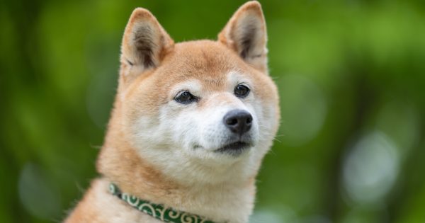 柴犬の性格を徹底解説｜特徴・飼い方・病気までまるわかりガイド