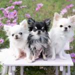 チワワは小型犬の中でも世界最小！性格・飼い方・病気まで徹底解説