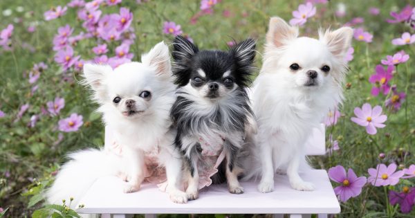 チワワは小型犬の中でも世界最小！性格・飼い方・病気まで徹底解説
