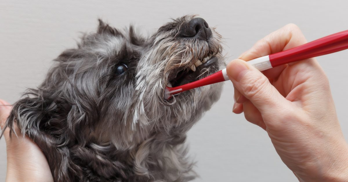 犬の歯周病とは？原因・症状・治療法から予防まで徹底解説