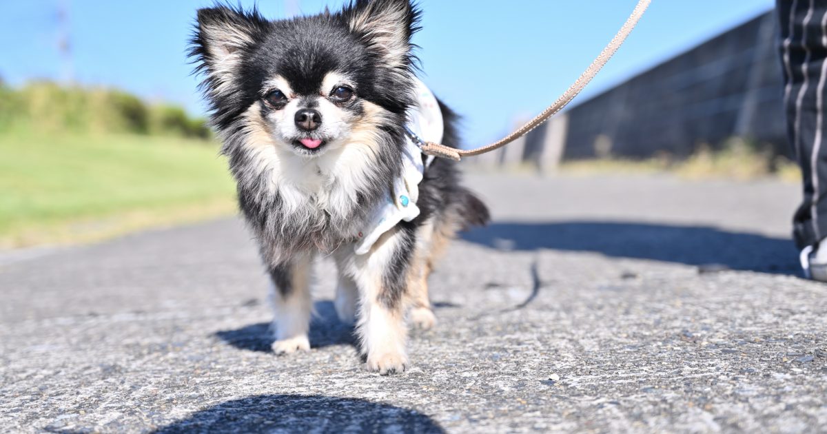 チワワの寿命は平均何歳？長生きの秘訣と注意すべき病気を徹底解説