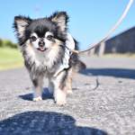 チワワの寿命は平均何歳？長生きの秘訣と注意すべき病気を徹底解説