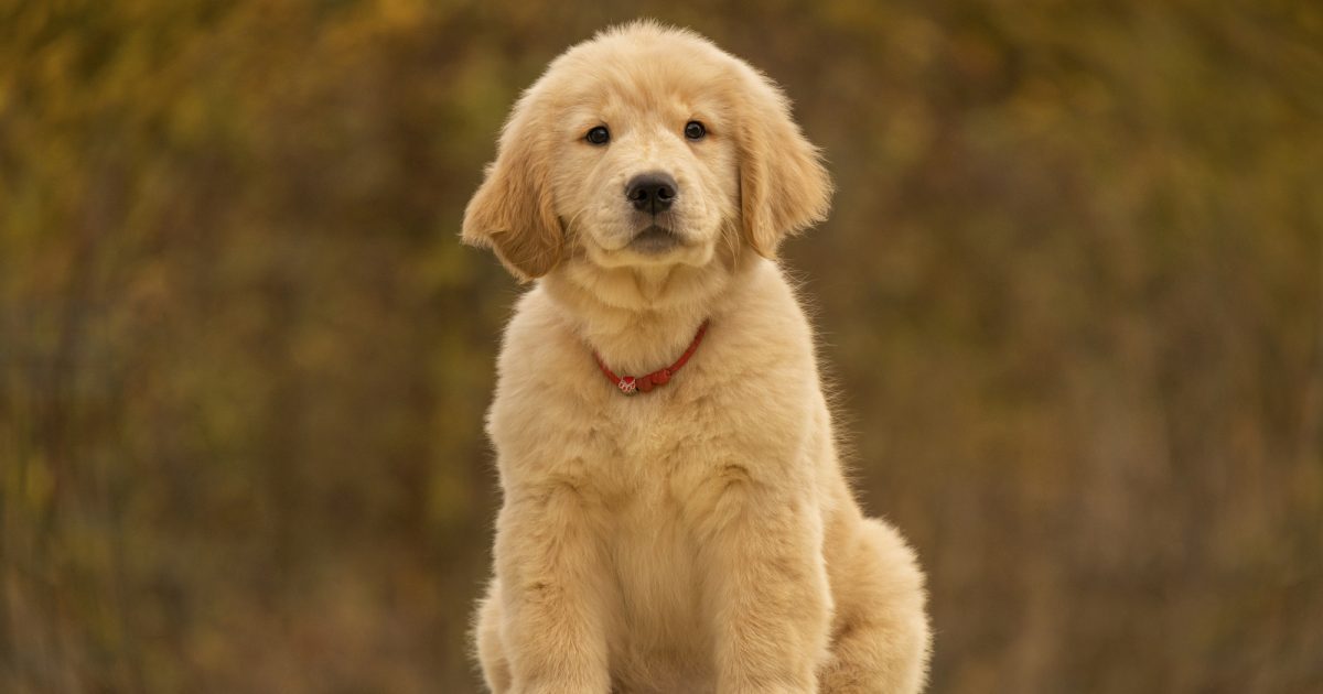 ゴールデンレトリバーの性格を徹底解説｜特徴・飼い方・しつけのコツまで紹介