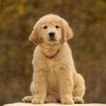 ゴールデンレトリバーの性格を徹底解説｜特徴・飼い方・しつけのコツまで紹介