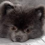 黒いポメラニアンの性格や特徴、飼い方を完全解説