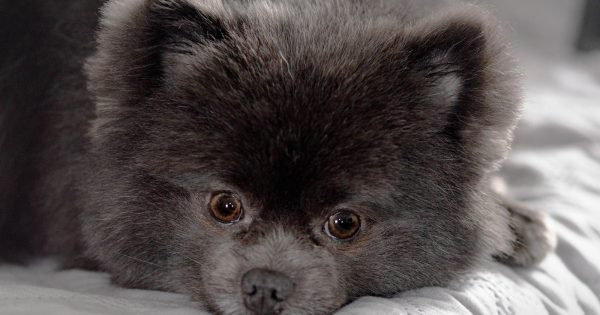 黒いポメラニアンの性格や特徴、飼い方を完全解説