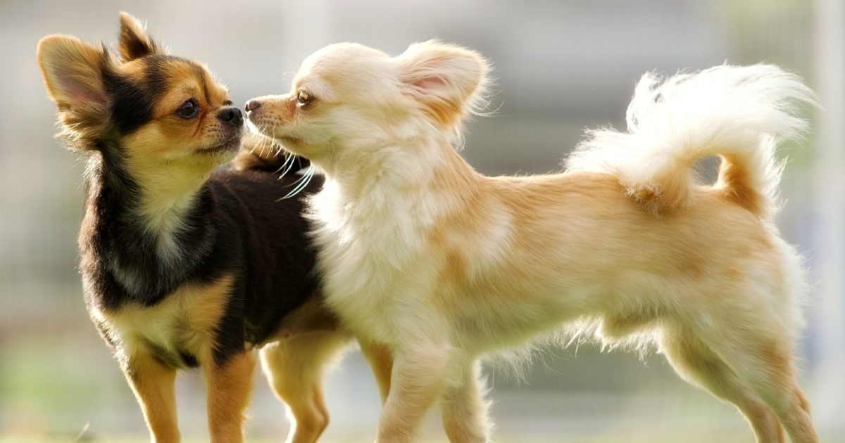 【犬の種類】小型犬を徹底解説｜人気犬種の特徴・性格・飼い方ガイド