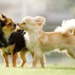 【犬の種類】小型犬を徹底解説｜人気犬種の特徴・性格・飼い方ガイド