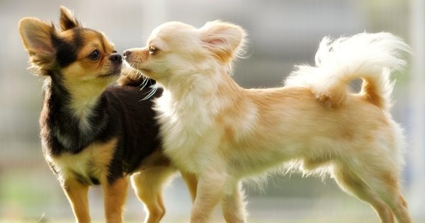 【犬の種類】小型犬を徹底解説｜人気犬種の特徴・性格・飼い方ガイド