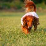 カニヘンダックスフントとは？特徴・性格・飼い方・費用まで徹底解説