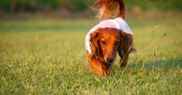 カニヘンダックスフントとは？特徴・性格・飼い方・費用まで徹底解説