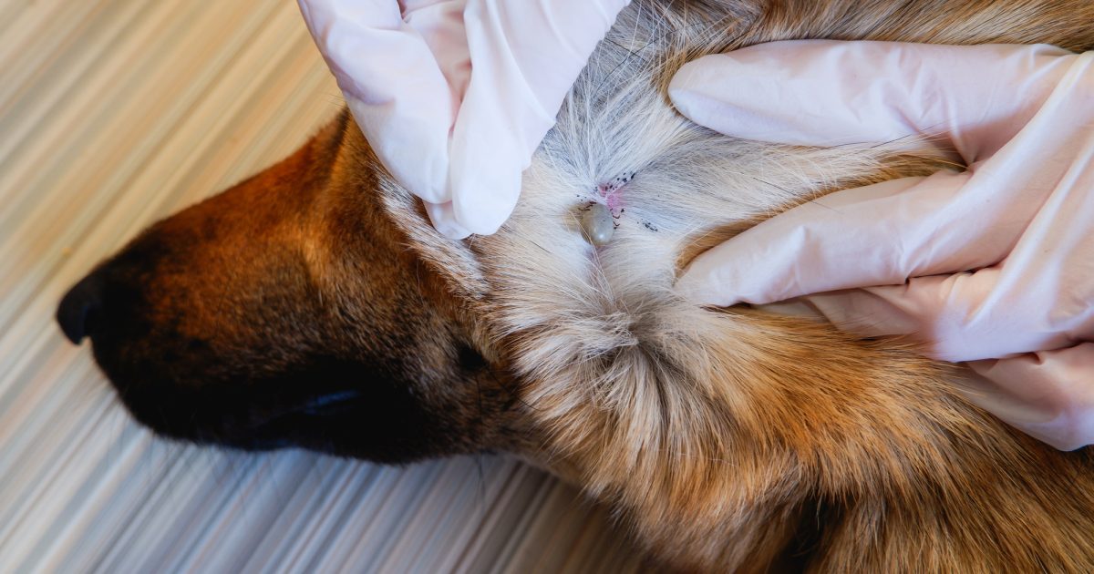 犬のダニ対策完全ガイド｜種類・症状から予防・駆除まで徹底解説