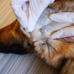 犬のダニ対策完全ガイド｜種類・症状から予防・駆除まで徹底解説