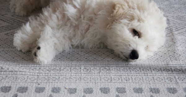 犬が吐く原因と対処法｜症状別の見分け方と病院に行くべき判断基準