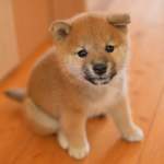 犬のタヌキ顔とは？その特徴と魅力をわかりやすく解説