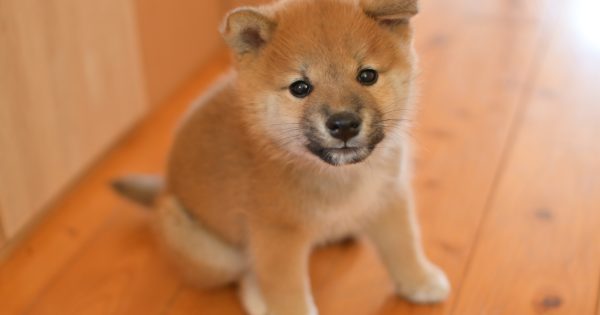 犬のタヌキ顔とは？その特徴と魅力をわかりやすく解説