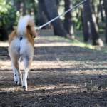 雑種犬の特徴とは？性格・寿命・飼いやすさやミックス犬との違いを解説