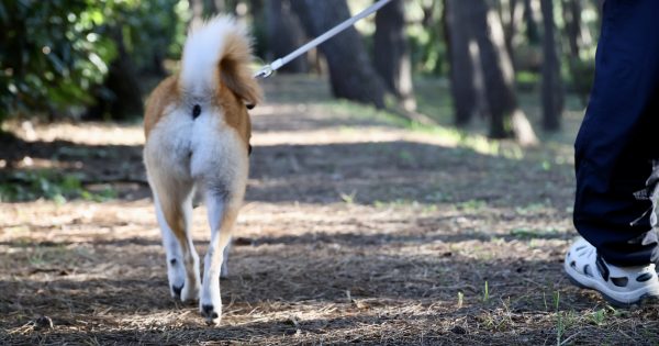 雑種犬の特徴とは？性格・寿命・飼いやすさやミックス犬との違いを解説