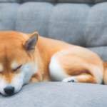 【犬の睡眠時間】長いのは病気？年齢別の平均値と寝不足のサイン・環境づくりのコツ