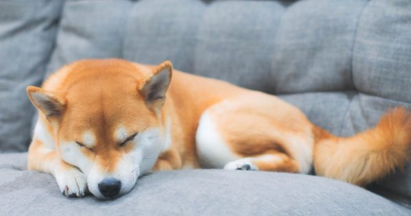【犬の睡眠時間】長いのは病気？年齢別の平均値と寝不足のサイン・環境づくりのコツ