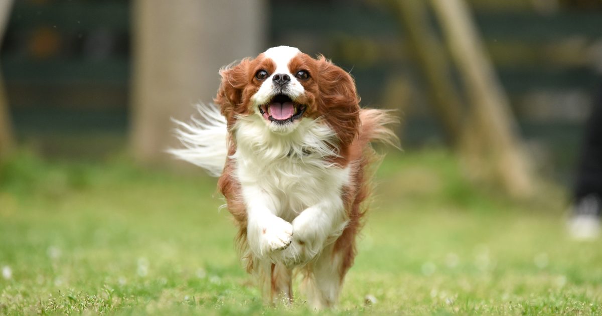 犬のキャバリアは飼いやすい？性格・特徴・飼い方など