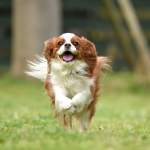 犬のキャバリアは飼いやすい？性格・特徴・飼い方など