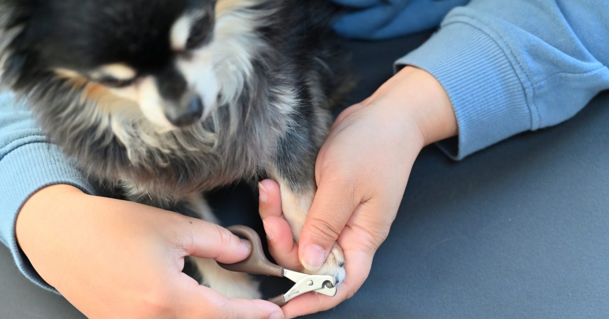 犬の爪切りのやり方を解説｜頻度・嫌がるときの対処法まで紹介