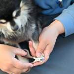 犬の爪切りのやり方を解説｜頻度・嫌がるときの対処法まで紹介