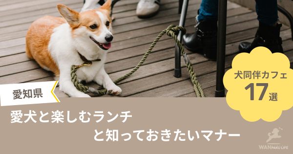 【愛知県】犬同伴OKの人気カフェ17選！愛犬と楽しむランチと知っておきたいマナー