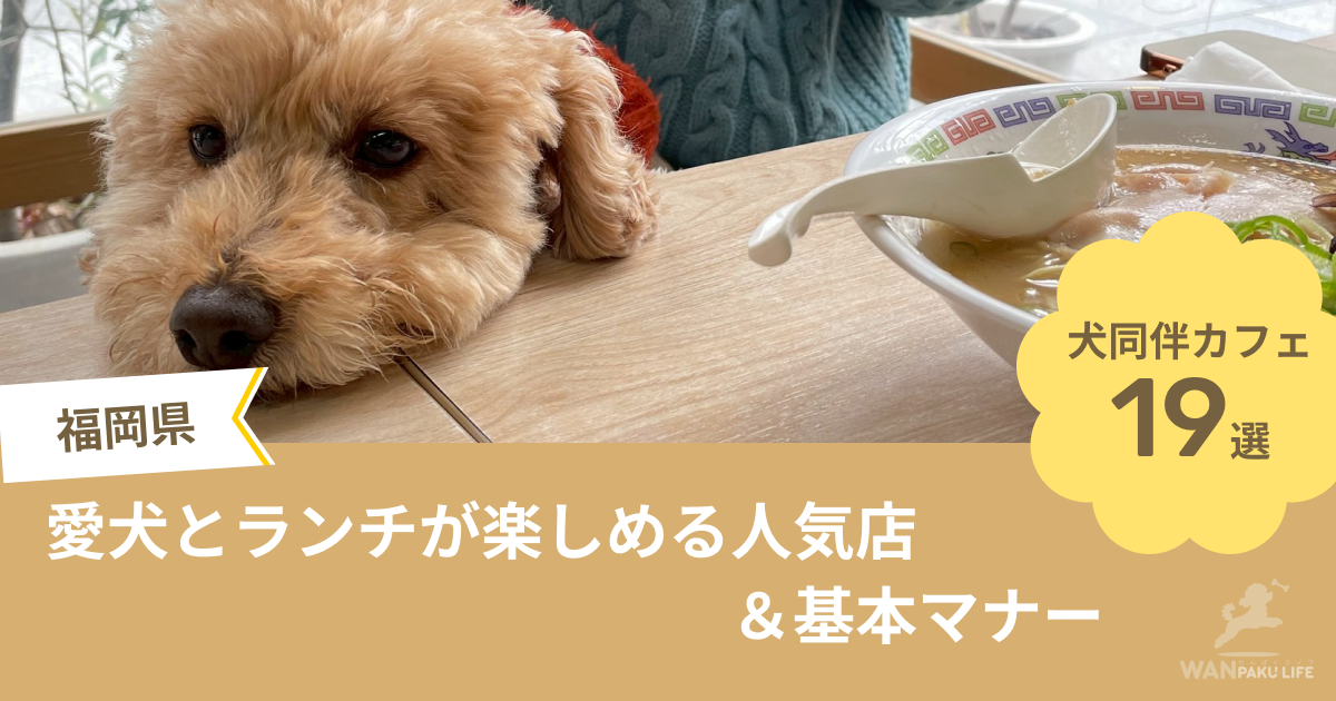 【福岡県】犬同伴カフェ19選！愛犬とランチが楽しめる人気店＆基本マナー