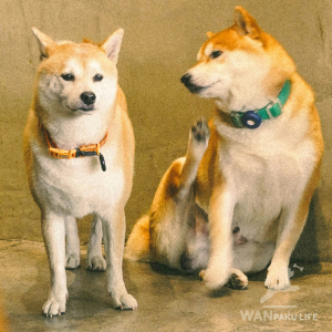 【京都府】犬と行けるカフェ20選｜ランチOKの人気店とマナーも紹介