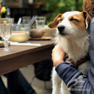 【岡山県】犬連れランチOK！愛犬と行ける人気カフェ10選＆基本マナー