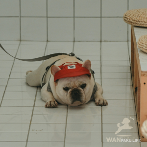 【沖縄県】愛犬とおでかけ！犬同伴OKのカフェ19選＆利用マナー