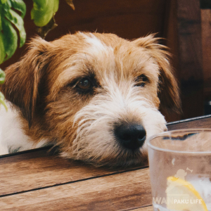 【大阪府】犬と入れるカフェ20選！ランチが楽しめる人気店と基本マナー